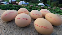 Egg subsidy phase-out begins: what lies ahead for prices and producers