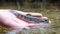 Trout jeopardized by unauthorized stocking and relocation