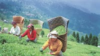 India's tea production dips 9 % to 133.5 million kg in June: Tea board data