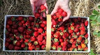 Where to Pick Strawberries in the Czech Republic