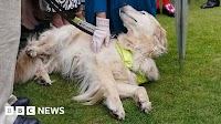 Queen's belly rub for 'attention-seeking' guide dog from Preston