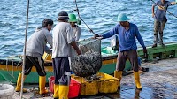 Malaysia moves to toughen fisheries law, minimize IUU losses