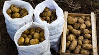 Government of Bangladesh takes urgent measures to stabilize potato prices ahead of National Elections early 2024