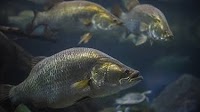 Ospanova Development planning 10,000-MT barramundi RAS farm in Kazakhstan