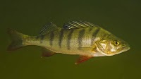 Traces Of Anxiety Drugs May Make Fish Act Funny : Shots - Health News