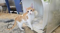 CA Lawmakers Address Insurance Crisis | New Cat Lounge in Davis | Sacramento ‘Paint-and-Skate’ Day