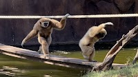Love after loss: Two senior gibbons paired together at the Honolulu Zoo after losing their previous partners
