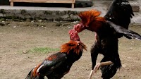 The Philippine National Police-Internal Affairs Service (PNP-IAS) has started investigating the reported involvement of several policemen in the kidnapping and alleged murder of 34 cockfight enthusiasts or sabungeros. https://tinyurl.com/22wb5bg2