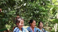 Farmers cultivate an opium-free future for Lao PDR