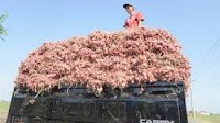 FAO and MoA Start the Food Loss Study in Indonesia