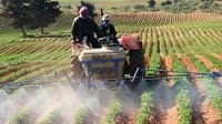 Social protection fund for Tunisian women farm workers to be financed by insurance premiums