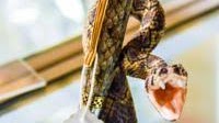 Odem man creates, unique ‘exotic’ pens