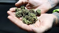Legal effort to shut new CNY cannabis shop put on hold as sides seek settlement