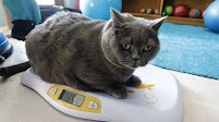 Obese cat hits gym every day to shed kilos