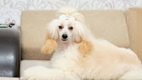 Giant Poodle ‘Stranded’ on Couch Puts Out Adorable S.O.S. for Dad’s Assistance