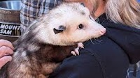 Sand Mountain Sam forecasts early spring on 'Possum Day'