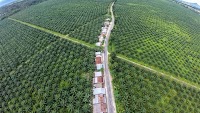 Biodiesel policies under pressure as costs surge, environmental concerns mount