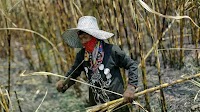 Thailand suffers 59 million USD in loss from China's sugar syrup import ban