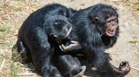 Chimps and bonobos relieve social tension by rubbing their genitals