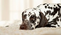 Canine pancreatitis injectable lands U.S. distribution