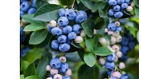 Ukrainian Blueberry Prices Drop Sharply in Early July 2025