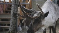 Iconic pet reindeer in Alaska falls mysteriously ill after someone tampers in his pen