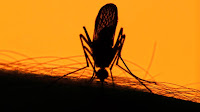 Sydney scientists' poison mating male mosquitoes targets the deadly disease-carrying pests