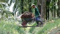 Palm oil prices to average higher in 2025 on Indonesia biodiesel demand: Reuters poll