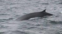 Brewery criticised for making beer using testicles of endangered whale