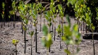 FAO launches AIM4NatuRe to improve monitoring of ecosystem restoration