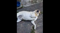 Redditor posts how their grandpa’s dog always asks for belly rubs, people react | Trending - Hindustan Times