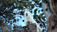 See Mountain Goats in the Wild at Upcoming DWR Event