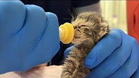 Want to cuddle some kittens? GHS is looking for you