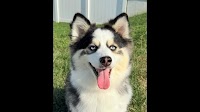 We found the cutest dog in Illinois. Get to know BND readers’ pick, a puppy named Zoey