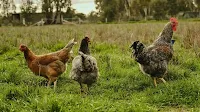 Agriculture Victoria declares end of H7N8 avian influenza outbreak