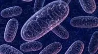 Researchers identify cellular hotspots that trigger ferroptosis