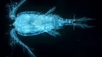 Subterranean life in the groundwaters of northern Australia