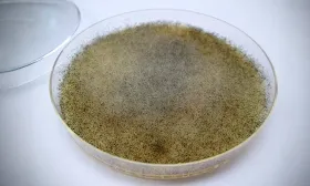 Scientists Find a Fungus That Could Protect The Body From Radiation