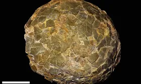 Fossilized eggs of the largest known dinosaurs have been unearthed in an unexpected place