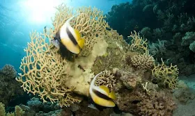 Ocean acidification: What is, causes and consequences