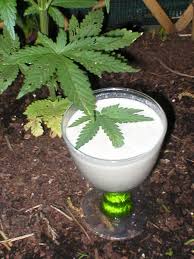 Image result for hemp milk contain thc