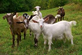 Image result for GOAT