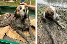 Dog stuck in mud gets dramatic rescue by bachelor party ...