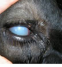 Image result for eyeball enucleation cattle