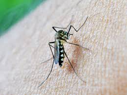 Image result for mosquito