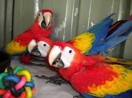 Image result for baby macaw parrot for sale