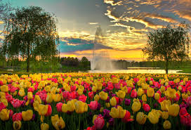 Image result for Chicago Botanic Garden