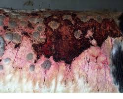 Image result for "ringworm in cattle"
