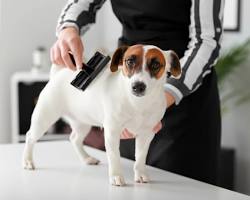 Image of person brushing a dog&rsquo;s fur