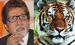 !!   'SHAHENSHA'  OF BOLLYWOOD  CHASED BY A TIGER  !! Shocking !!!!